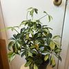 Live Plants For Sale 