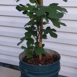 Fig Tree (Desert King)