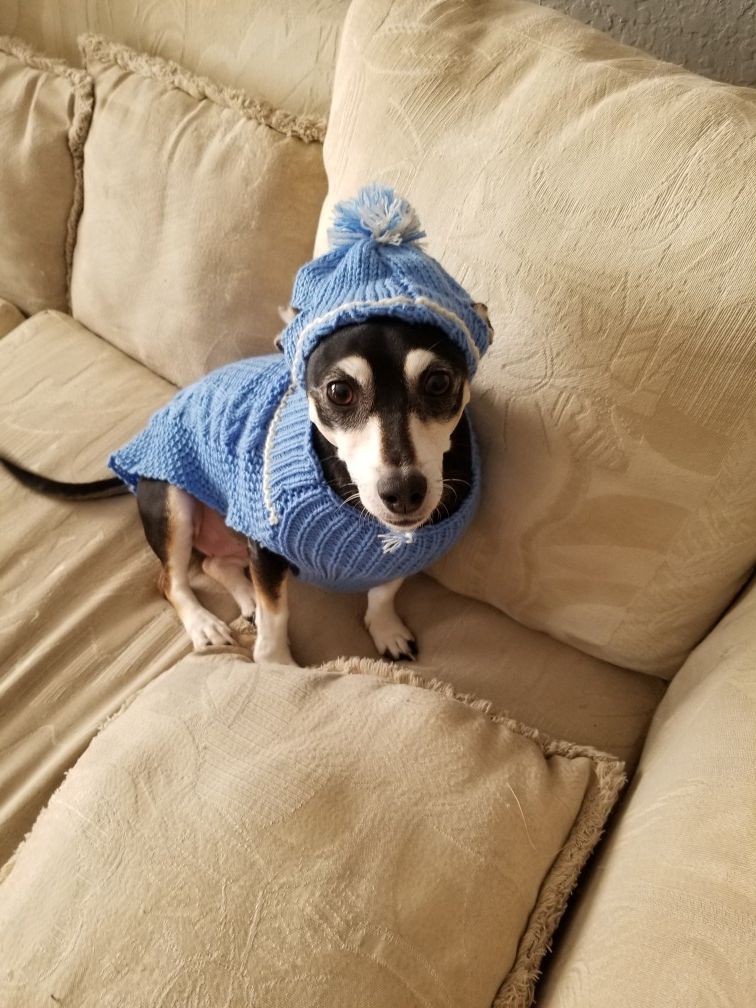 Small Dog Clothes