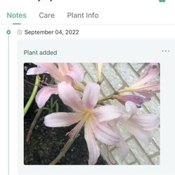 Lily Bulbs, Light Pink