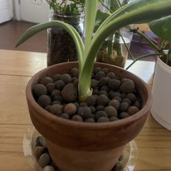Plants 