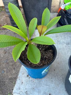 Plumerias  en bote de 5 galones