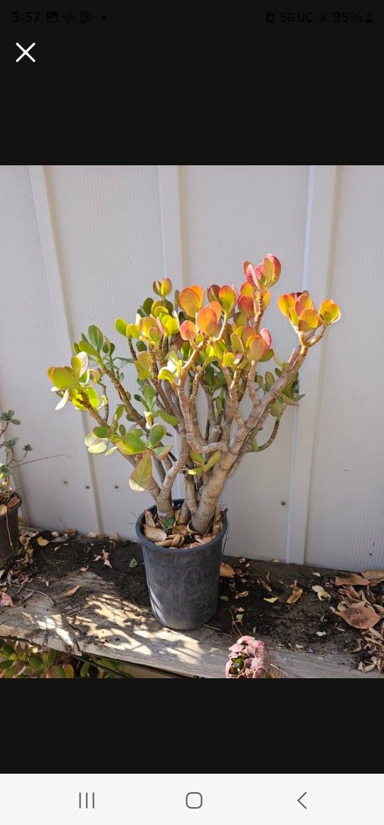 Plant With Pot 10 Years Old