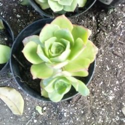 Succulent 