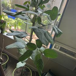 Ficus Audrey Tree