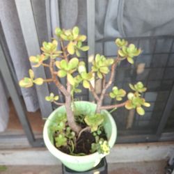 JADE, REAL PLANT