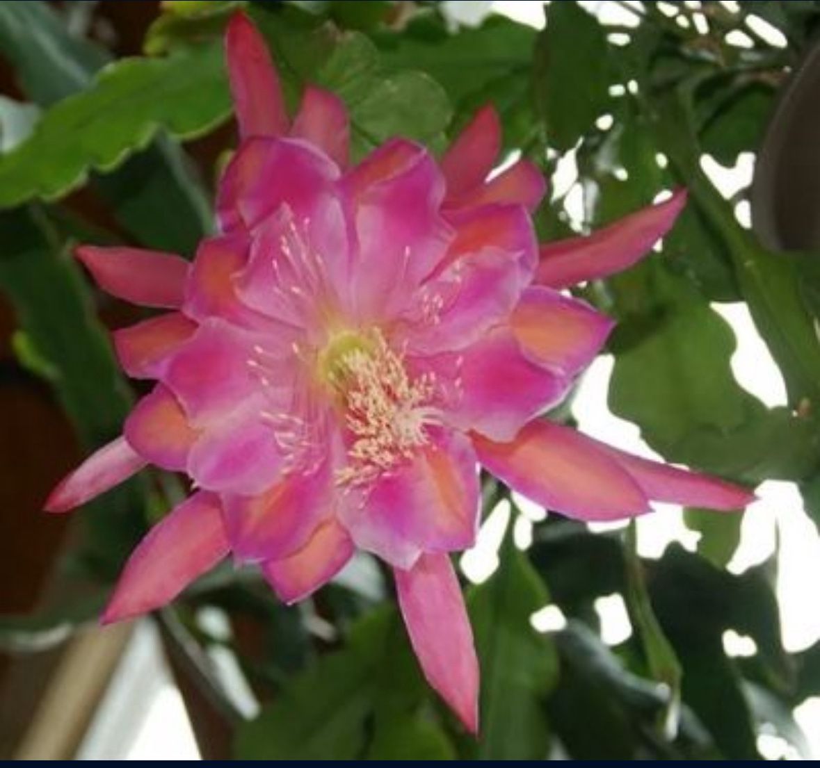 Orchid Cactus- Epiphyllum -Monastery Garden-Potted