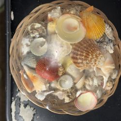 Assortment Of Different Sea Shells