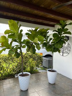 Fiddle-leaf Fig