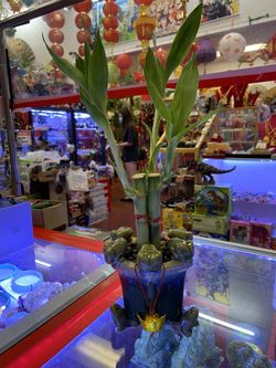 Lucky bamboo