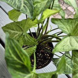 White Butterfly Arrowhead Plant