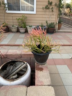 Cactus Pencil Sticks
