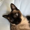 cat mama