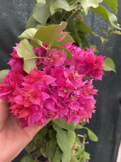 Bougambilea, Camellina, Veranera Flowering Plant, With Double Petals In 5 Gallóns Pot 3 Feet Tall Pick Up Only