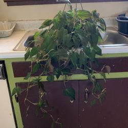 large plant and is in good condition!!!