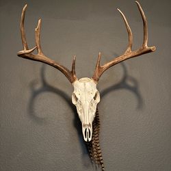 Deer mount