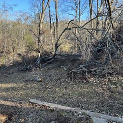 Free Trees For Fire Wood