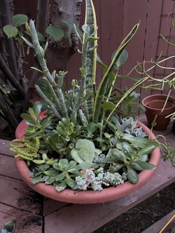 Assorted succulents in 17” bowl container