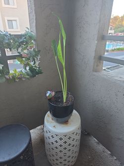 Live Black Lily w/ pot and deck savers.