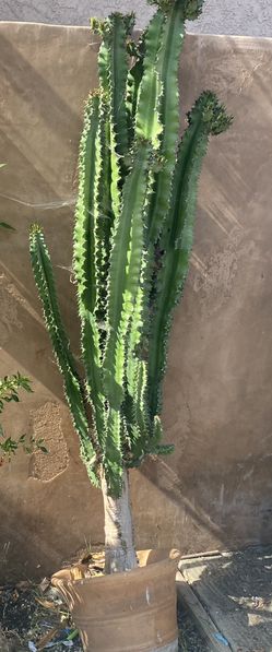 Cactus For Sale