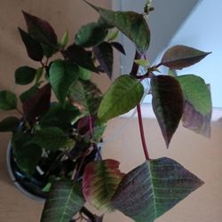 Christmas PLANT