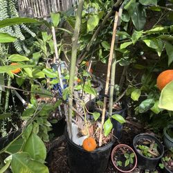 Tangerine Tree
