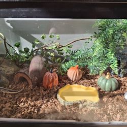 40 Gal Terrarium, Aquarium