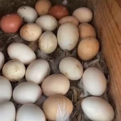 Eggs 