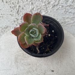 4 Inch Pot Succulent Plant - Rare Echeveria Tinkerbell - Rooted & Established - Beautiful Color 🪴- Drought Resistant 