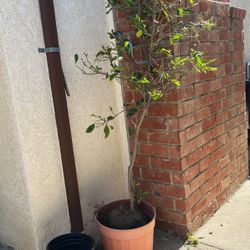 Mexican Lemon 🍋 Tree