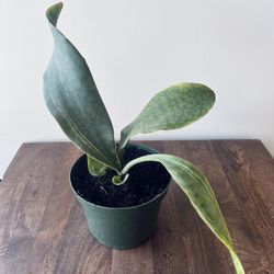 2’ Whale fin sansevieria in 6" plastic pot