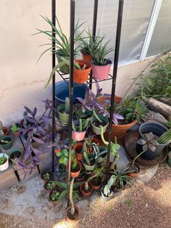 Cactus, Plants, Succulents