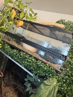 Corn Snake Enclosure