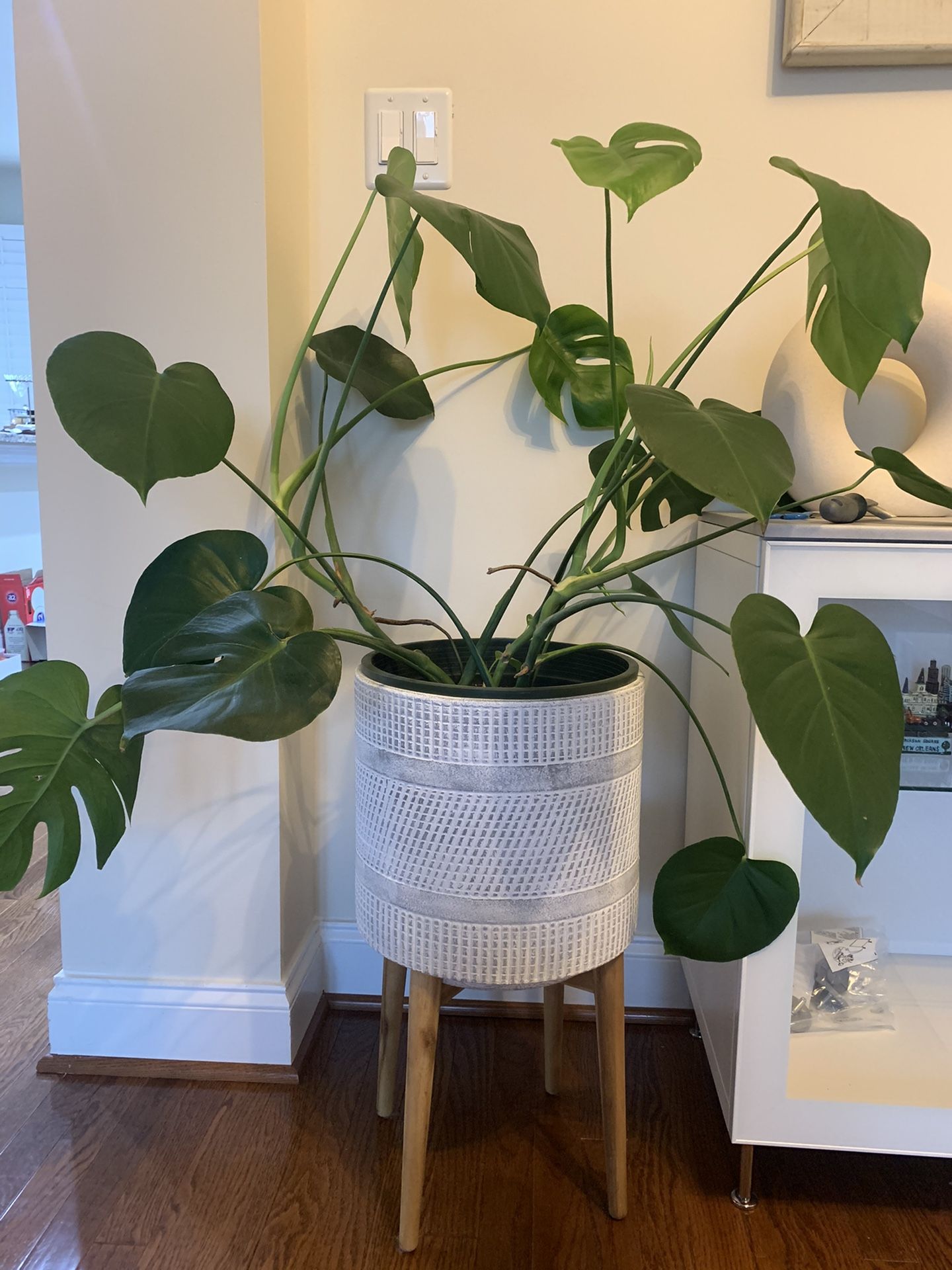 Monstera plant