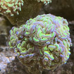 Fake Hammer Coral 
