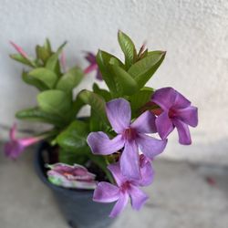Mandevilla Purple Flowers Climbing Plant, In 1 Gallon Pot Pick Up Only