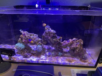 Innovative Marine AIO Tank