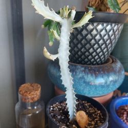 Ghost Cactus Succulent 7"