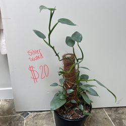 Philodendron Silver Sword On Moss Pole