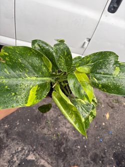 Philodendron Congo Variegated