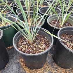Blue Yucca Rostrata Palm Trees 1gallon 
