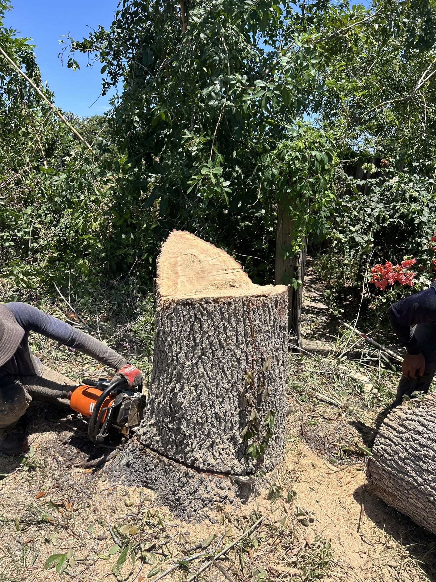 Stump grinding and trees trimming