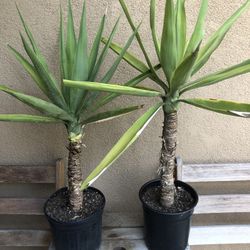 Yucca Palm