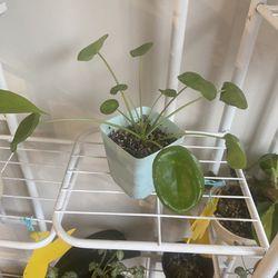 Chinese Money Plant, Pilea Perperomia, UFO Plant 3 In Pot