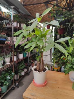 Money Trees