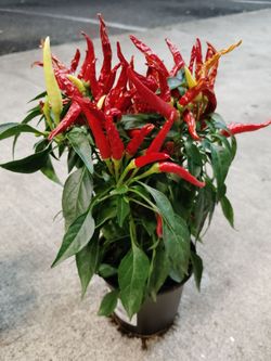 Small Pepper plants