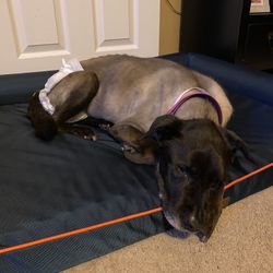 Orthopedic Dog Bed