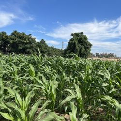 Buenas Tardes Para Todas Las Personas Interesadas. Ya Hay Hojas De Milpa. $3 La Docena 