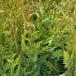 Green Giant Abbreviation