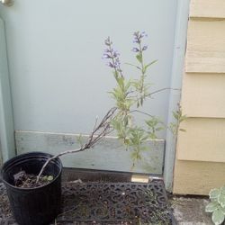 Purple Sage Bushes Great Flowers And Herb
